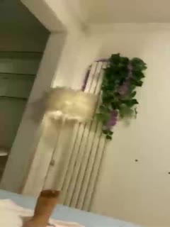 一级特黄录像免费播放中文