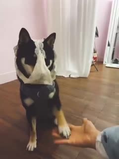 中文字幕乱妇免费视频