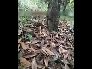 最新国产精品鲁鲁免费视频