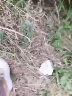 真正全免费视频a毛片