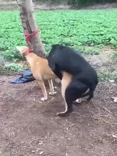 精品人妻无码一区二区三区网站-鸥美日韩国产一级大黄 - 97视频网国产福利小视频在线